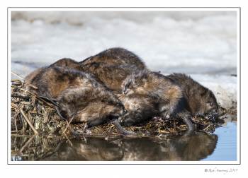 Huddle of muskrats 1.jpg